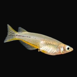 Oryzias Celebensis 4 cm.